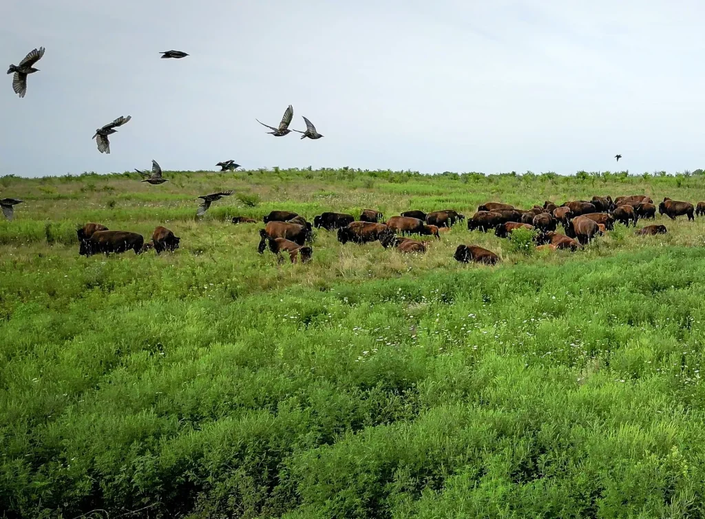 A herd of bison grazes in a lush green field under a cloudy sky, while several birds fly overhead and perch nearby, creating a peaceful natural scene.