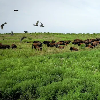 A herd of bison grazes in a lush green field under a cloudy sky, while several birds fly overhead and perch nearby, creating a peaceful natural scene.